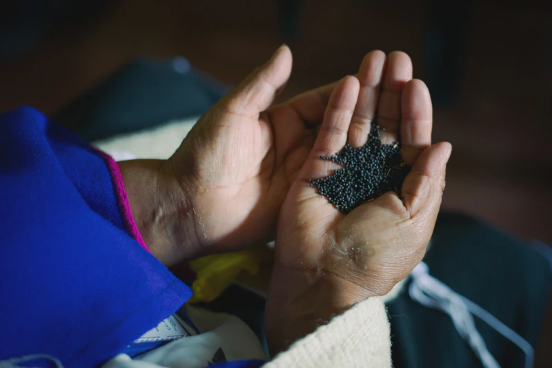 Minga de intercambio de semillas, sabores y poderes